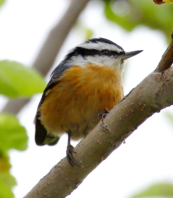 Red-breasted Nuthatch