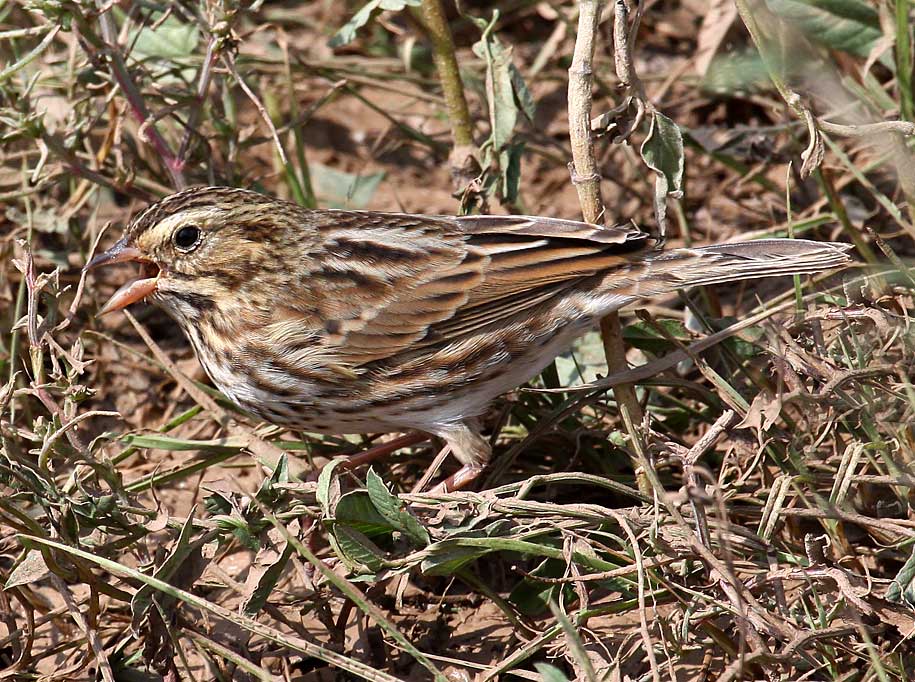Savannah Sparrow