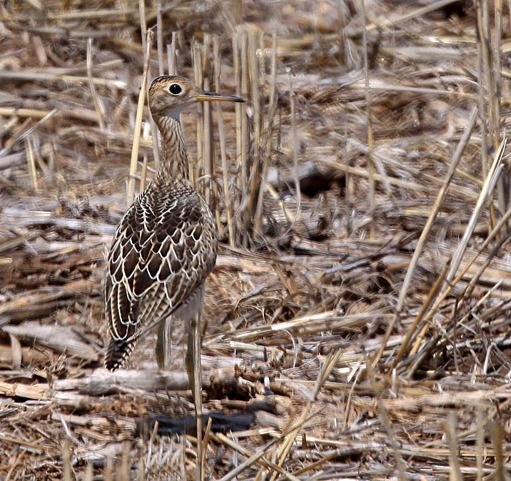 Upland Sandpiper