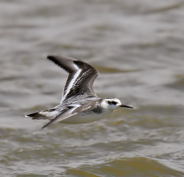 Red Phalarope