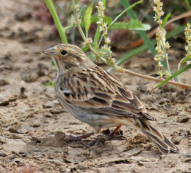 Chestnut-collared Longspur