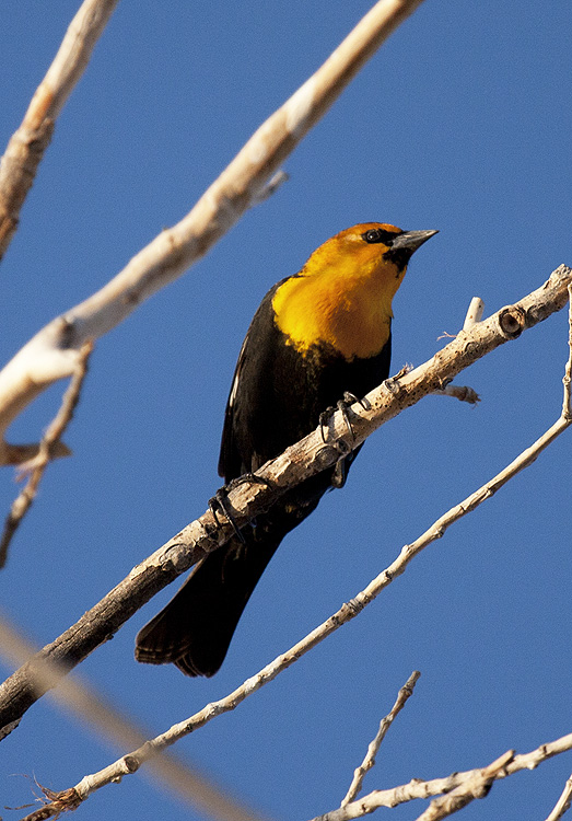 Yellow-headed Blackbird