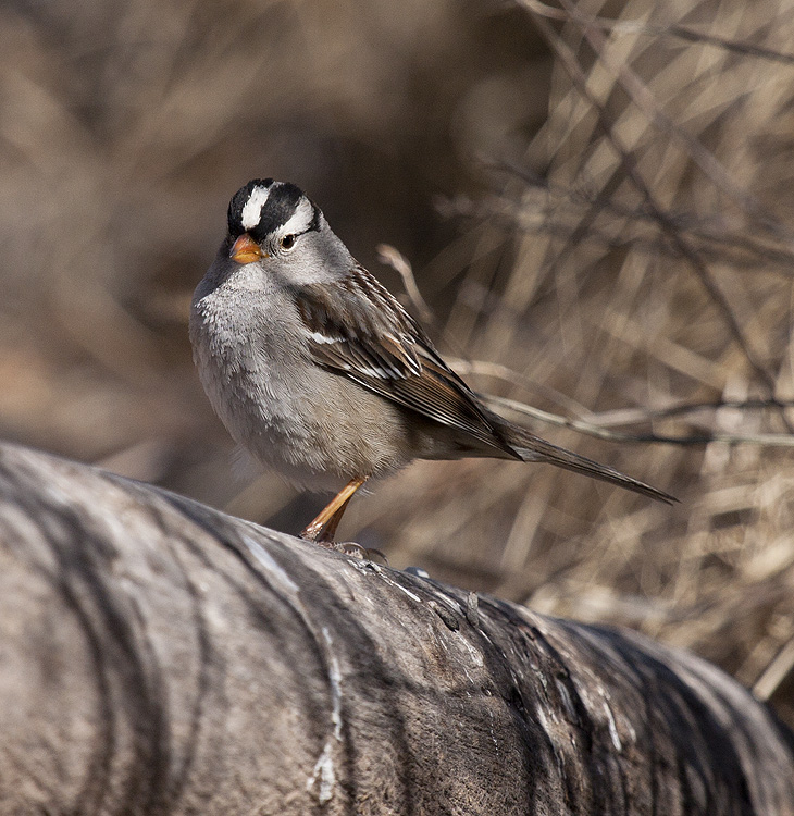 White-crowned Sparrow
