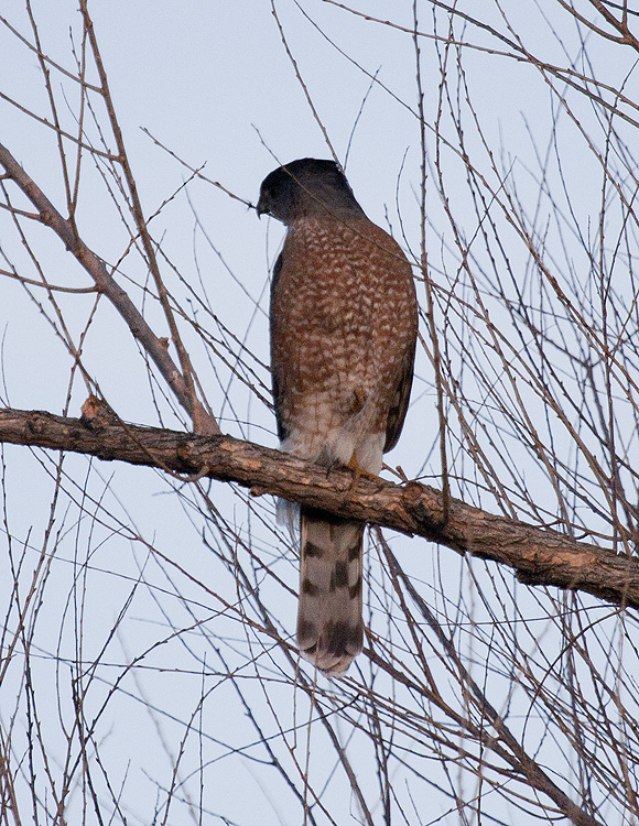 Coopers Hawk