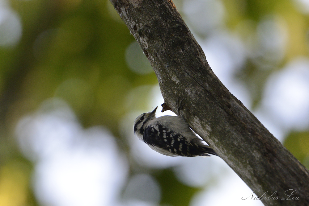 Downy Woodpecker