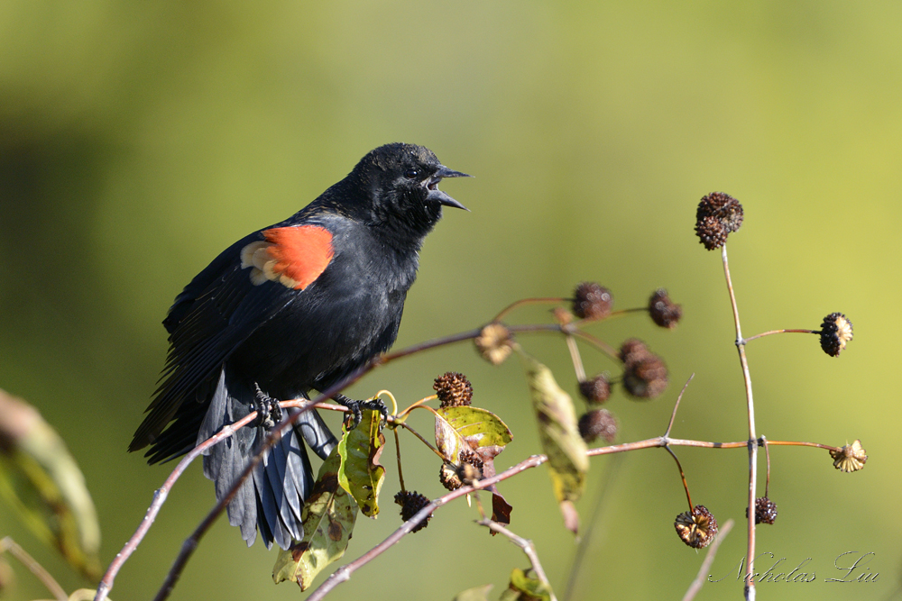 Red Winged Black Bird