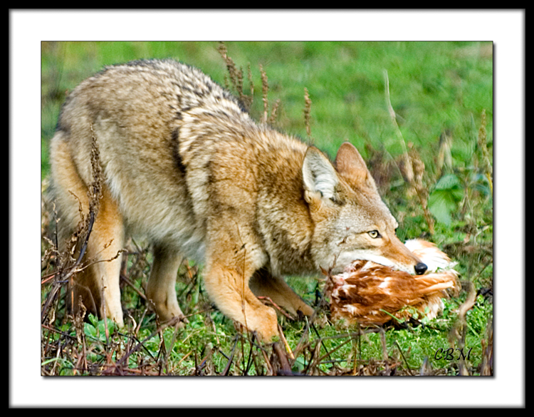 Fox with hen
