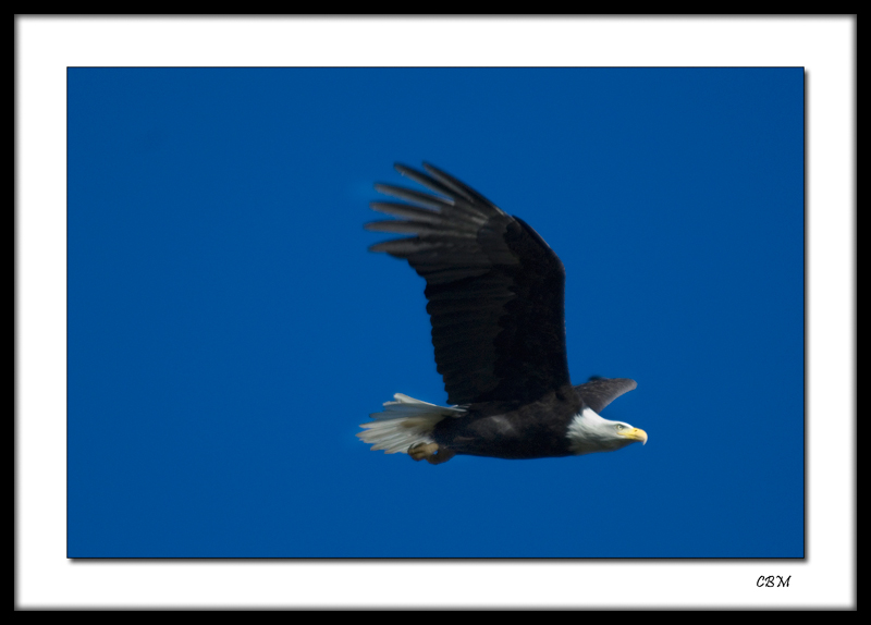 Eagle (4)