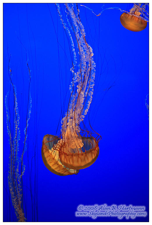 Jellies