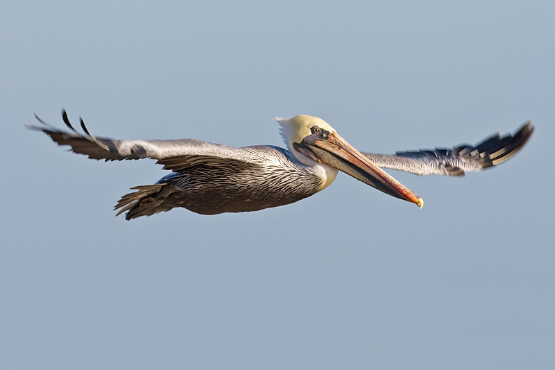 Brown Pelican