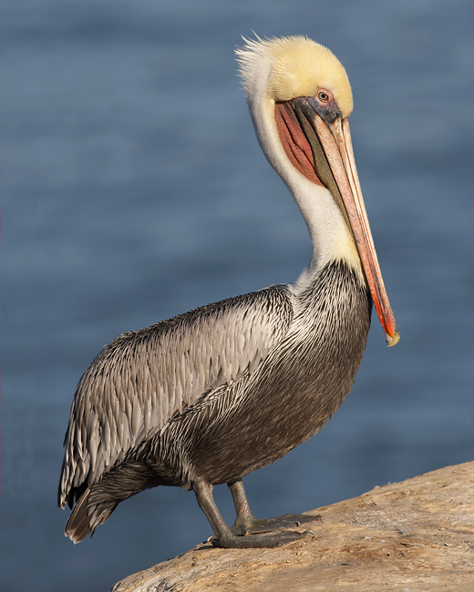 Brown Pelican