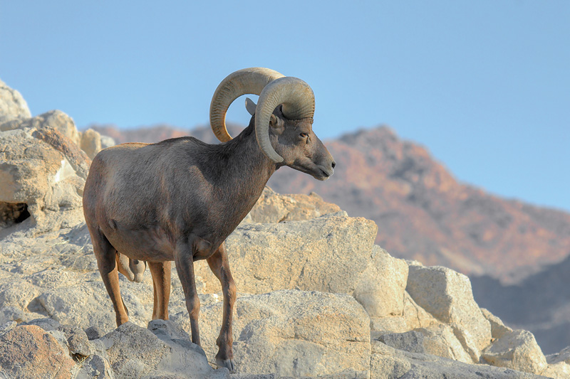 Big Horn Sheep