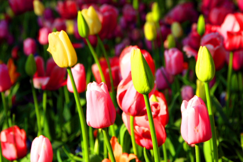 Tulips swaying, Chicago Botanical Garden