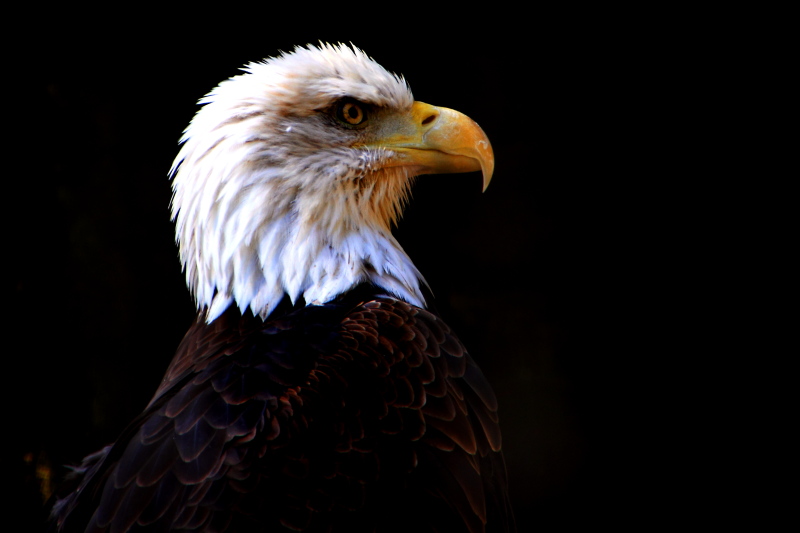 Philadelphia zoo - Bald Eagle