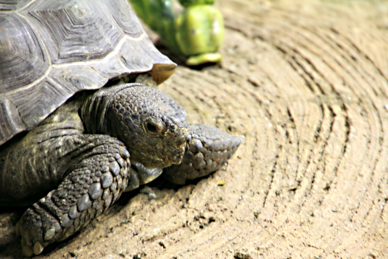 Philadelphia zoo - Tortoise