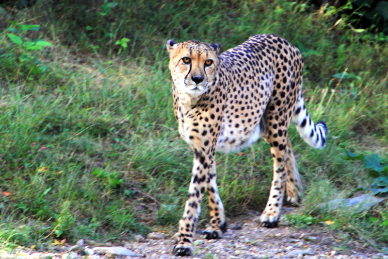 Philadelphia zoo - Cheetah on the prowl