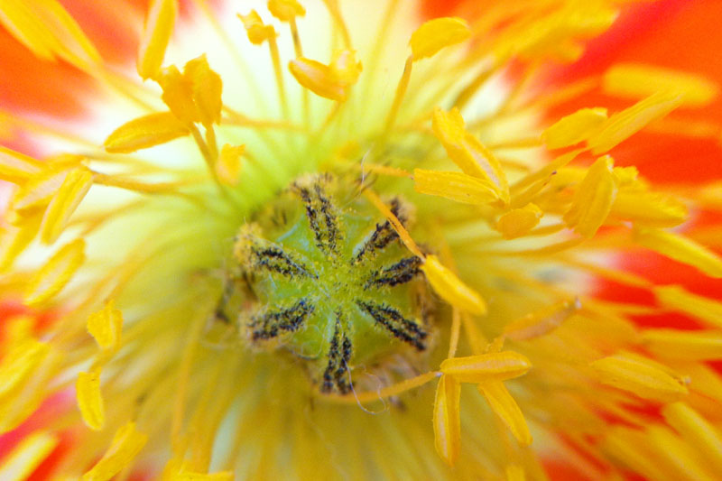 Chicago Botanic Garden - flower macro