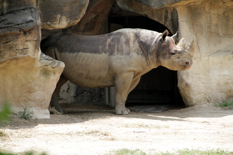 Cincinnati Zoo - Indian Rhino