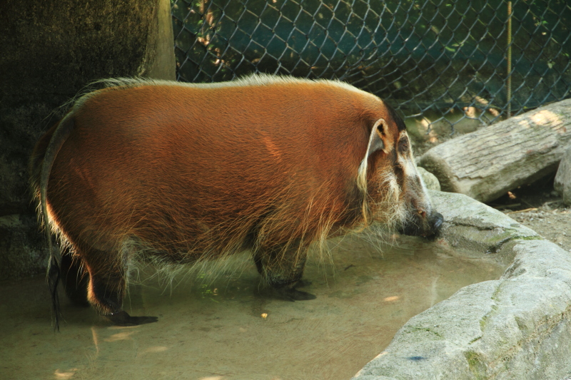 Cincinnati Zoo - Red River Hog