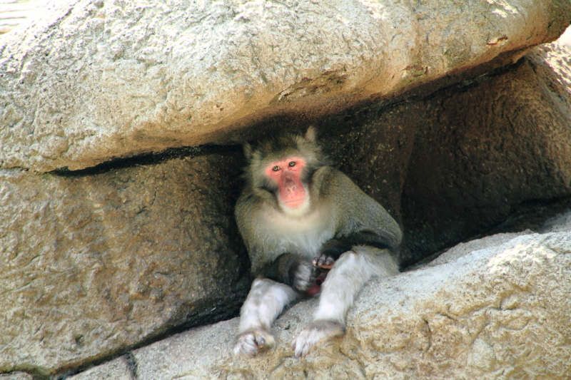 Cincinnati Zoo - Macaque