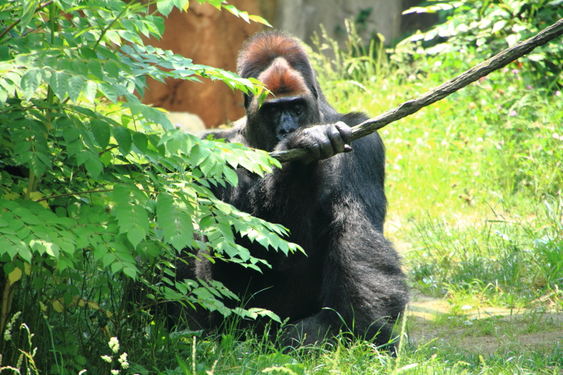 Cincinnati Zoo - Gorilla