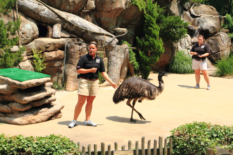 Cincinnati Zoo - Emu