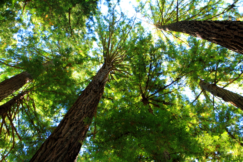 Muir Woods National Monument, California