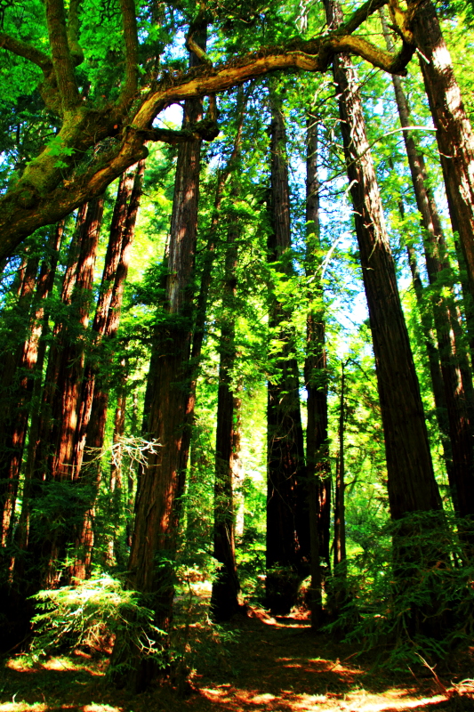 Muir Woods National Monument, California