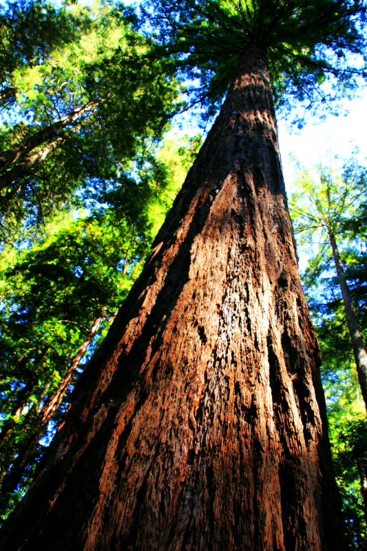 Muir Woods National Monument, California