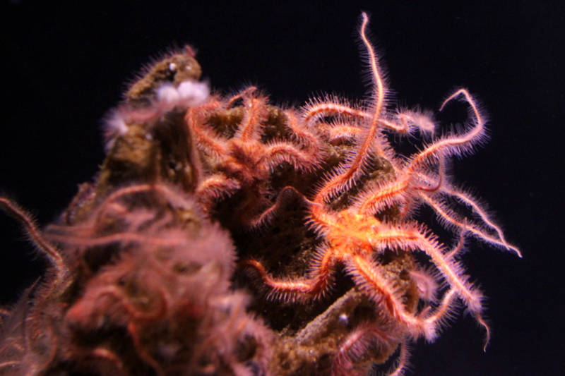 Monterey Bay Aquarium, CA - Spiny Brittle Star