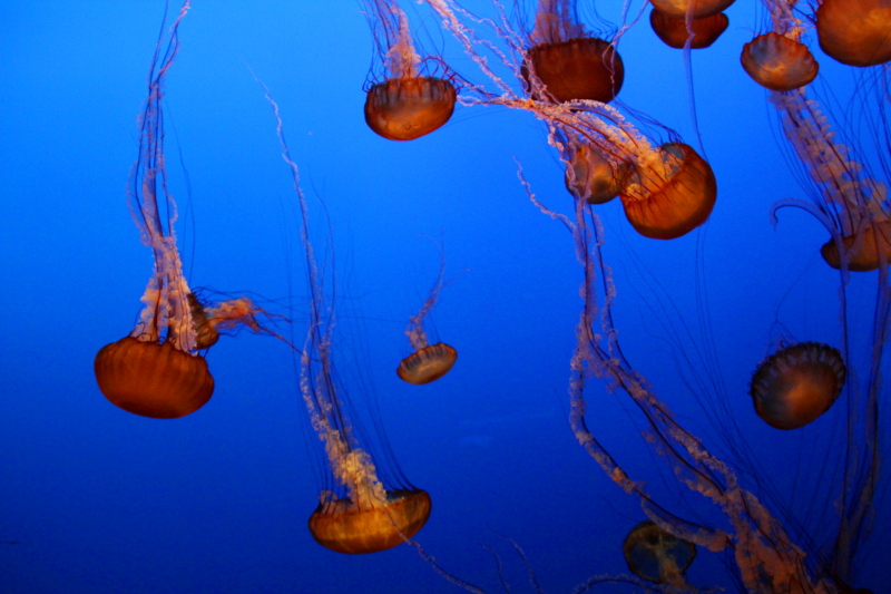 Monterey Bay Aquarium, CA - Sea Nettle