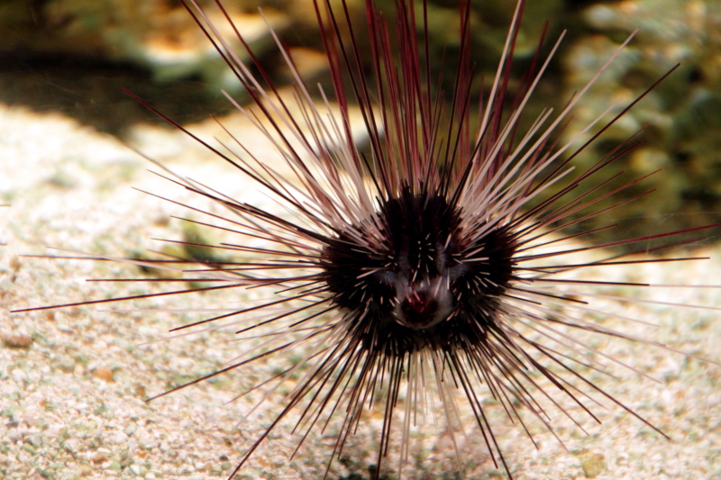 Monterey Bay Aquarium, CA - Sea Urchin