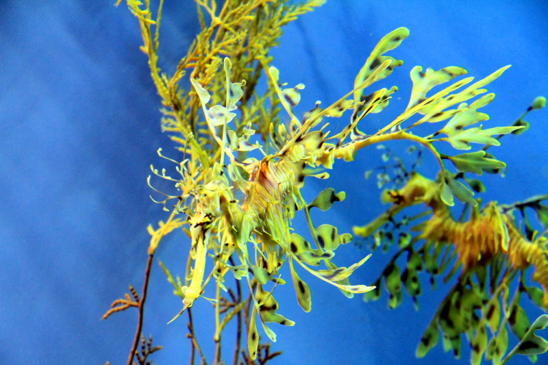 Monterey Bay Aquarium, CA - Leafy Sea Dragon