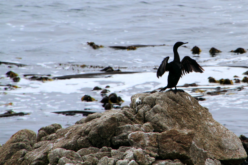 Bird lookout, 17 Mile Drive, Monterey, California