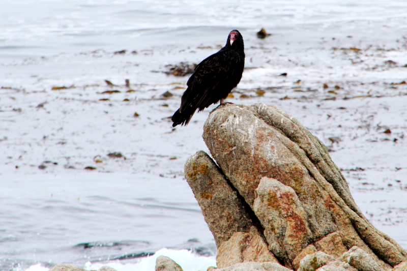 Vulture, 17 Mile Drive, Monterey, California