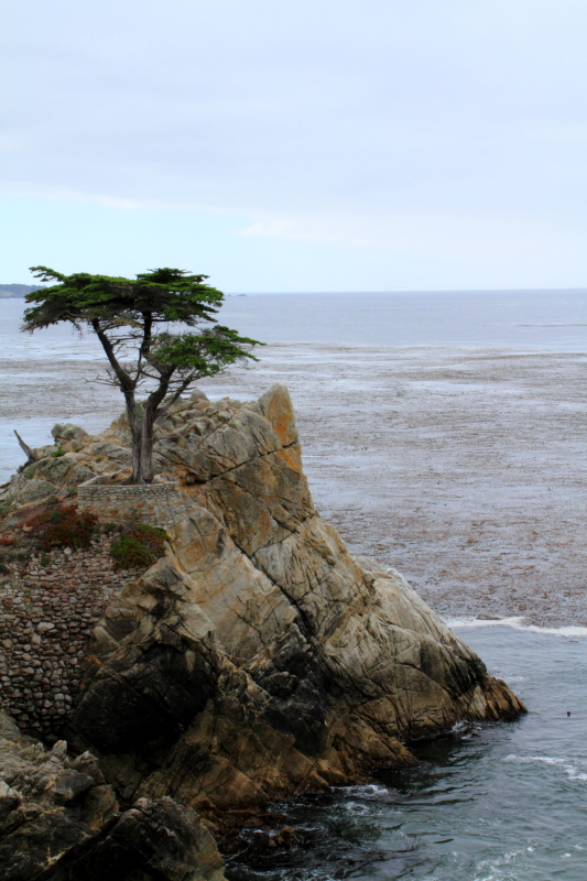 Lone Cypress, 17 Mile Drive, Monterey, California