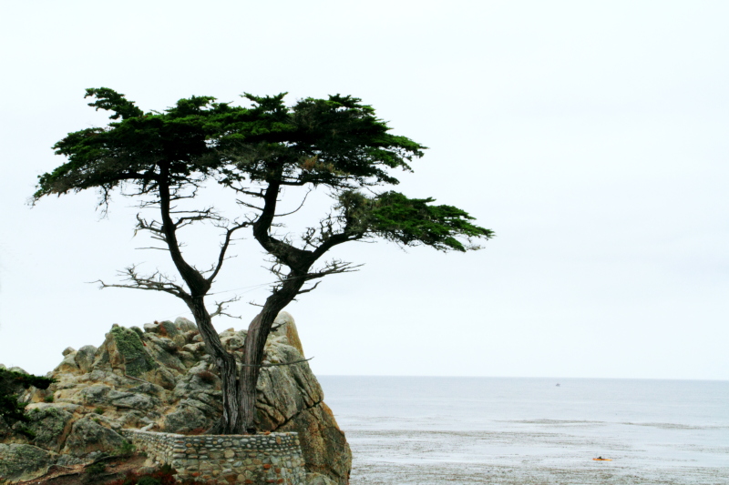 Lone Cypress, 17 Mile Drive, Monterey, California