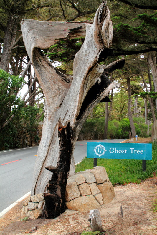 Ghost Tree, 17 Mile Drive, Monterey, California