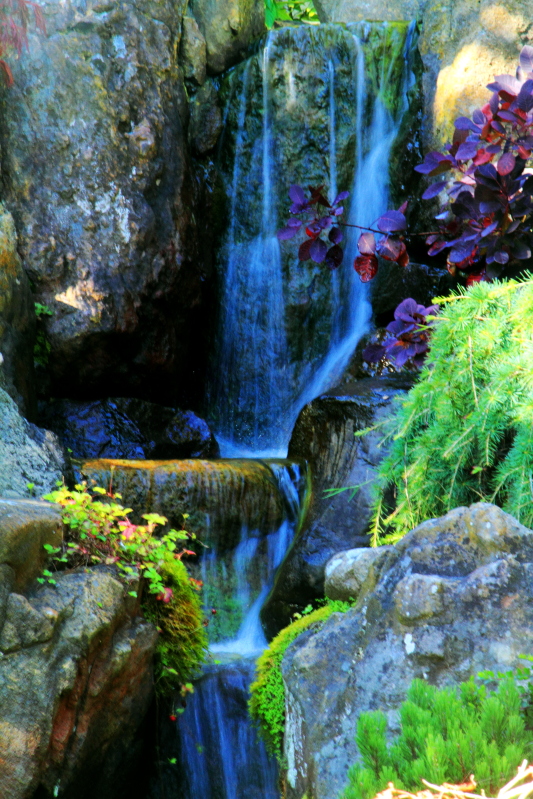 Japanese Tea Garden, , Golden Gate Park, San Francisco, California