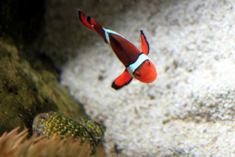 Shedd Aquarium, Chicago, IL - clownfish