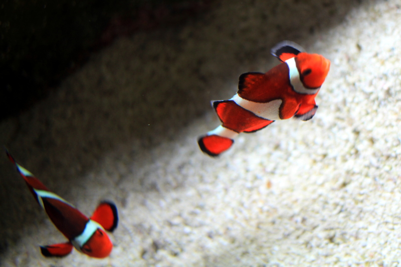 Shedd Aquarium, Chicago, IL - clownfish chase