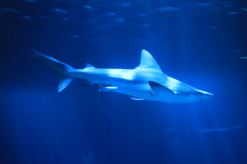 Shedd Aquarium, Chicago, IL - Wild Reef - Shark