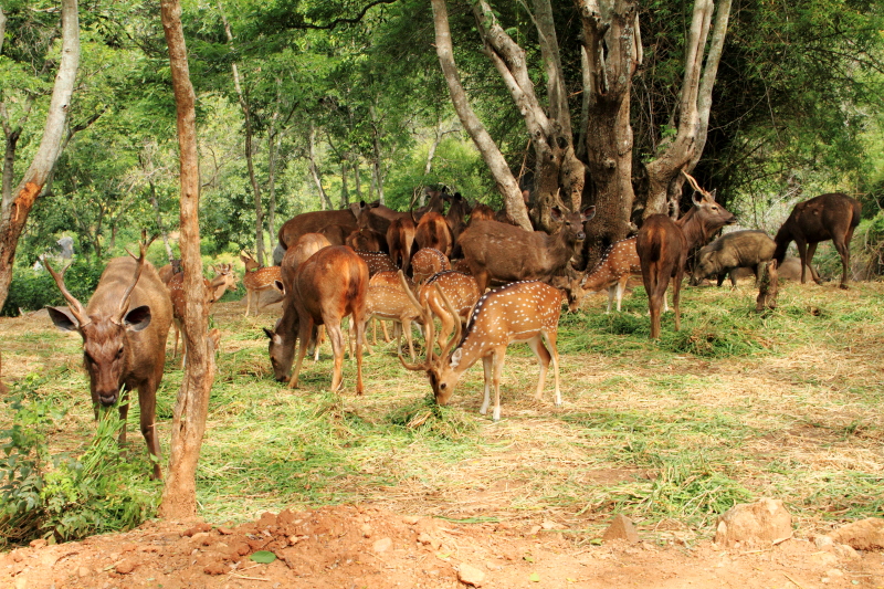 Deer, Bannerghatta National Park, Karnataka