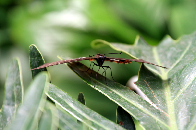 Butterfly Park, Bannerghatta National Park, Karnataka