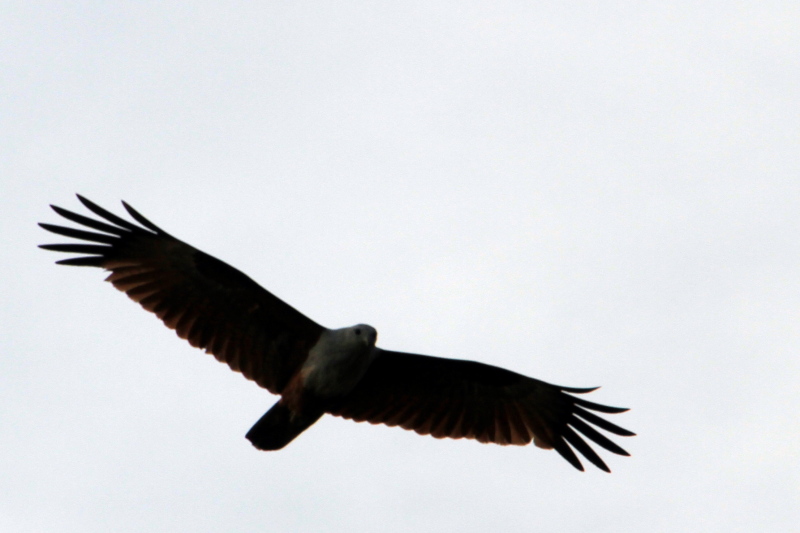 Kite in flight, Vayalar, Kerala