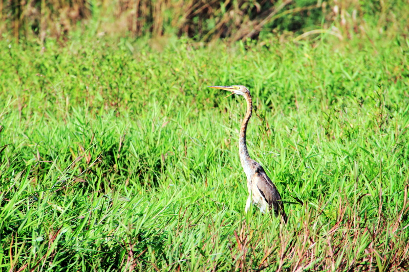 Heron, Kumarakom bird sanctuary. Kerala