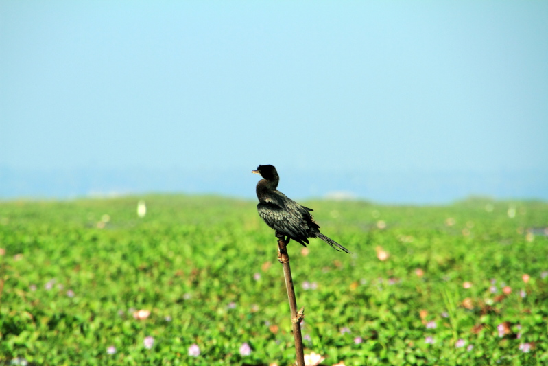 Little Cormorant, Kumarakom bird sanctuary. Kerala