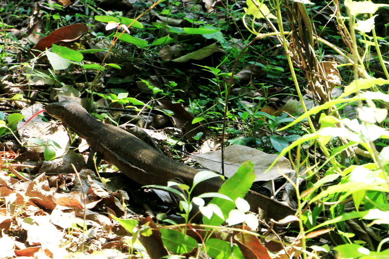 Large lizard, Kumarakom bird sanctuary. Kerala