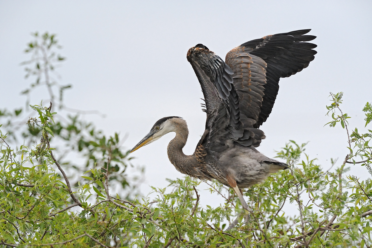 Venice-Rookery_081.jpg