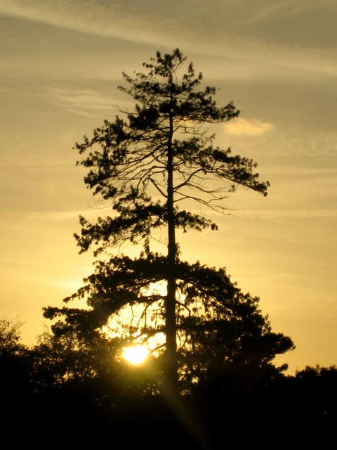 gloaming harp